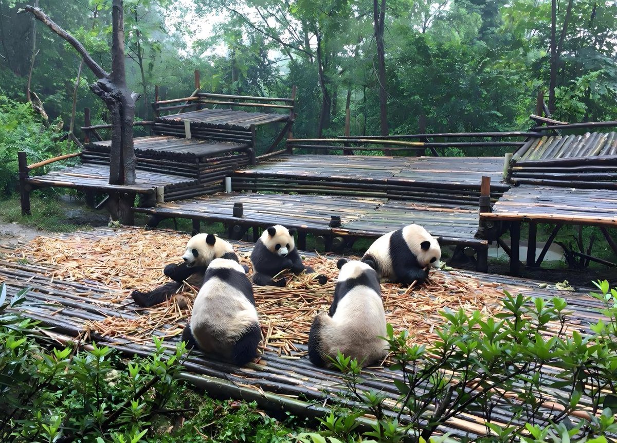 sosoqingge's tweet image. 🐼 Chengdu in 5 Days: Pandas, Temples &amp;amp; Spicy Delights!
From cuddly pandas to ancient Sanxingdui, explore Chengdu's best: Wuhou Shrine, Qingcheng Mountain &amp;amp; Jinli Street’s flavors! 
🔗 gotochinanow.com/guide/chengdu-…
#ChengduTravel #PandaBase #SichuanFood #AncientChina #ExploreChina