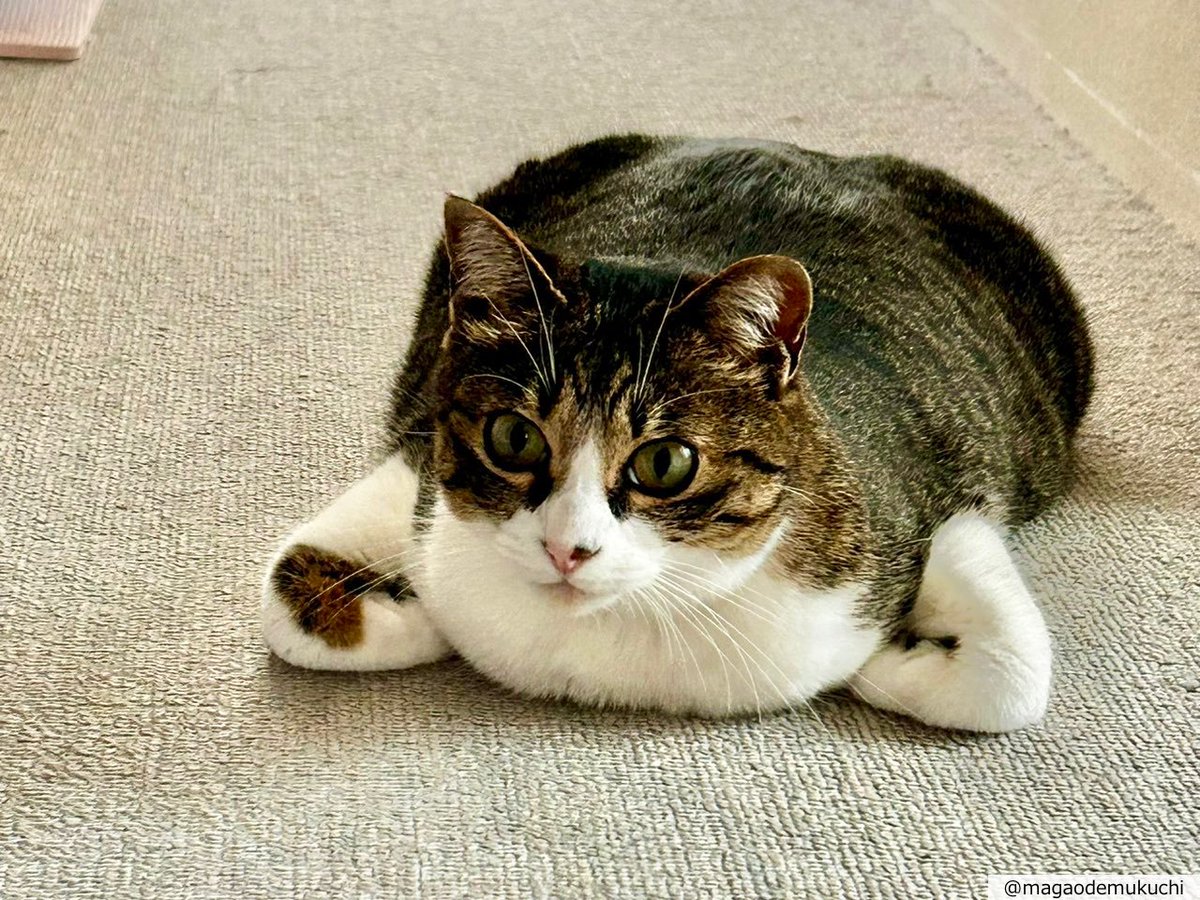 CAT_PRESS's tweet image. もしかして脇のスキマから放熱してる…?ネコの斬新すぎる座り方が熱中症対策みたいだと話題に⇒cat-press.com/cat-news/kouba…
