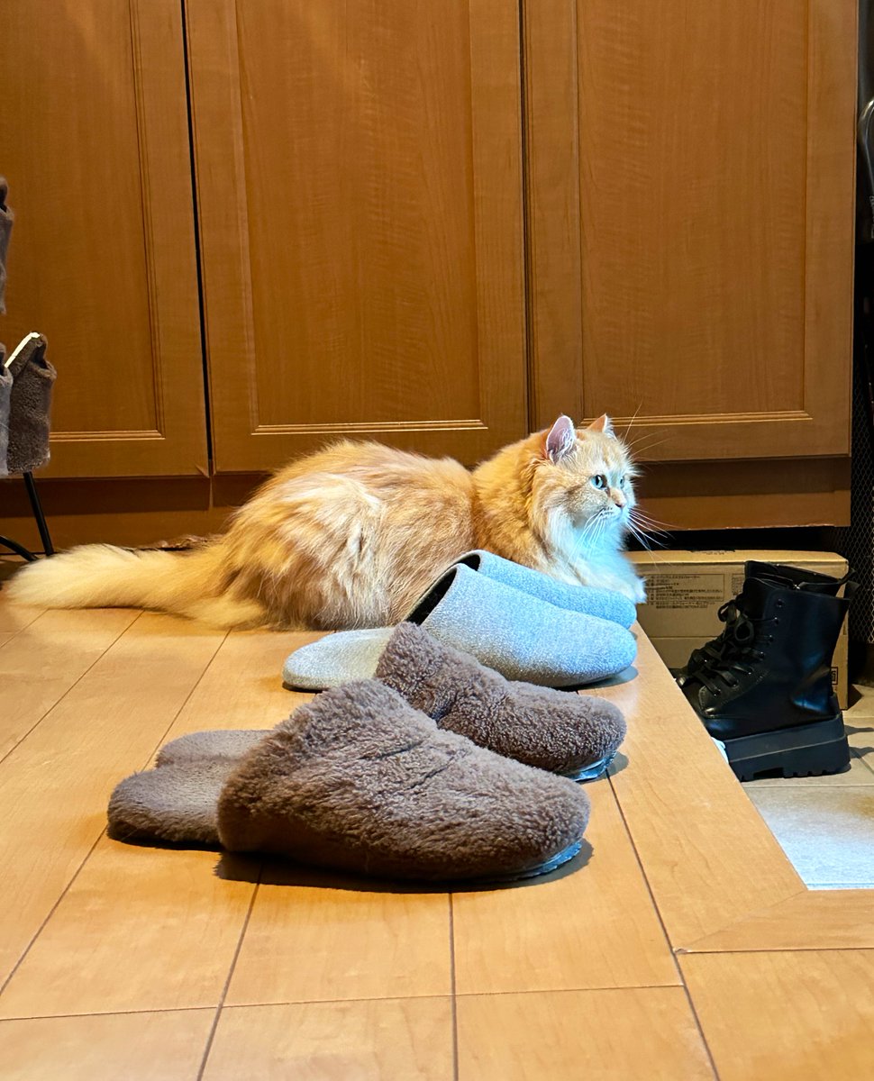 NEKOLAND13's tweet image. 妻から『パパさん出かけてから暑い玄関でずっと待ってる』が早退案件。