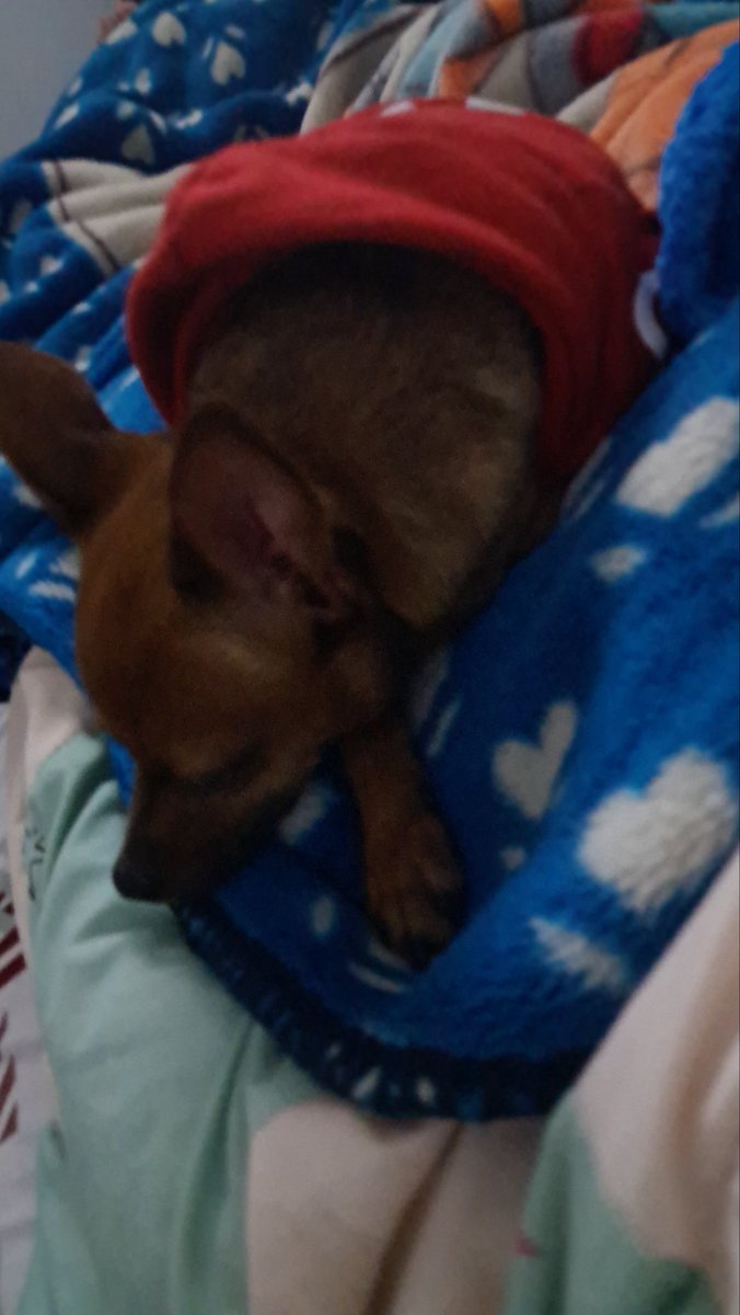 Cvc2501's tweet photo. El dice que hoy duerme sobre mi https://t.co/qOudKqTcLJ