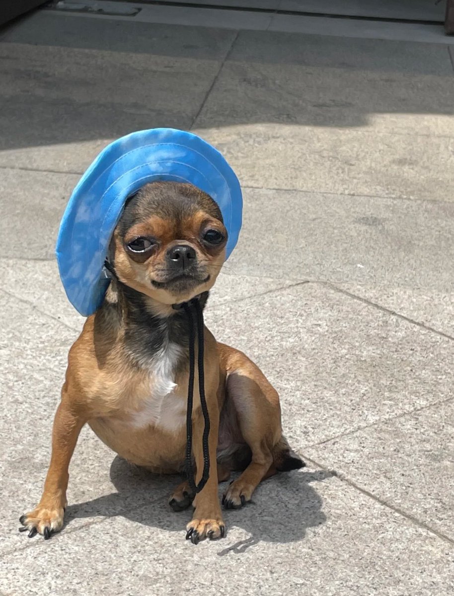 twaniimals's tweet photo. https://t.co/NMbvrDQb3m