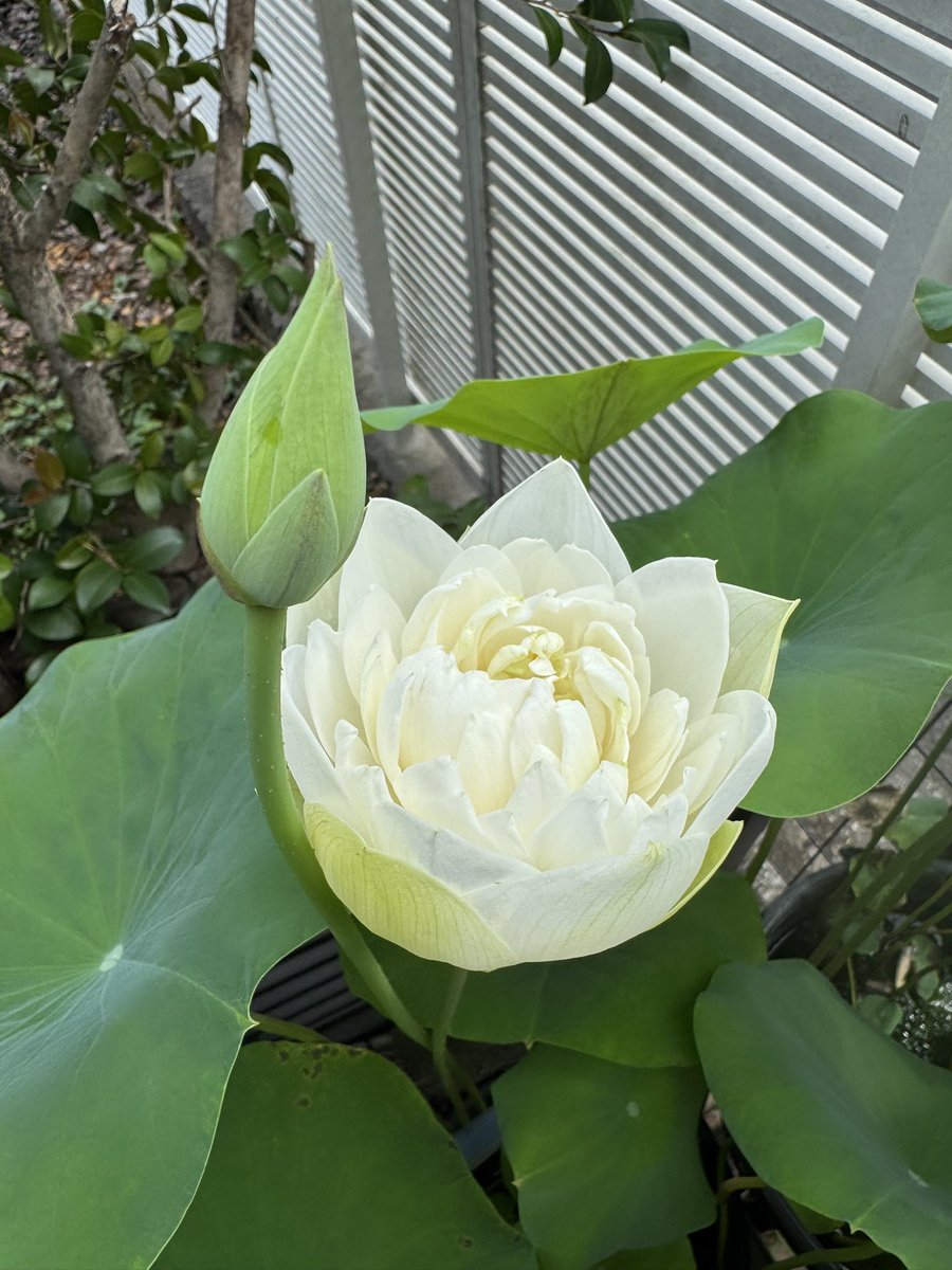 ★ますちゃんです★ 人気の蓮２個セット３作品♡ お手入れ不要の造花♬ ☆ますちゃんです☆ 人気の蓮2個セット3作品♡ お手入れ