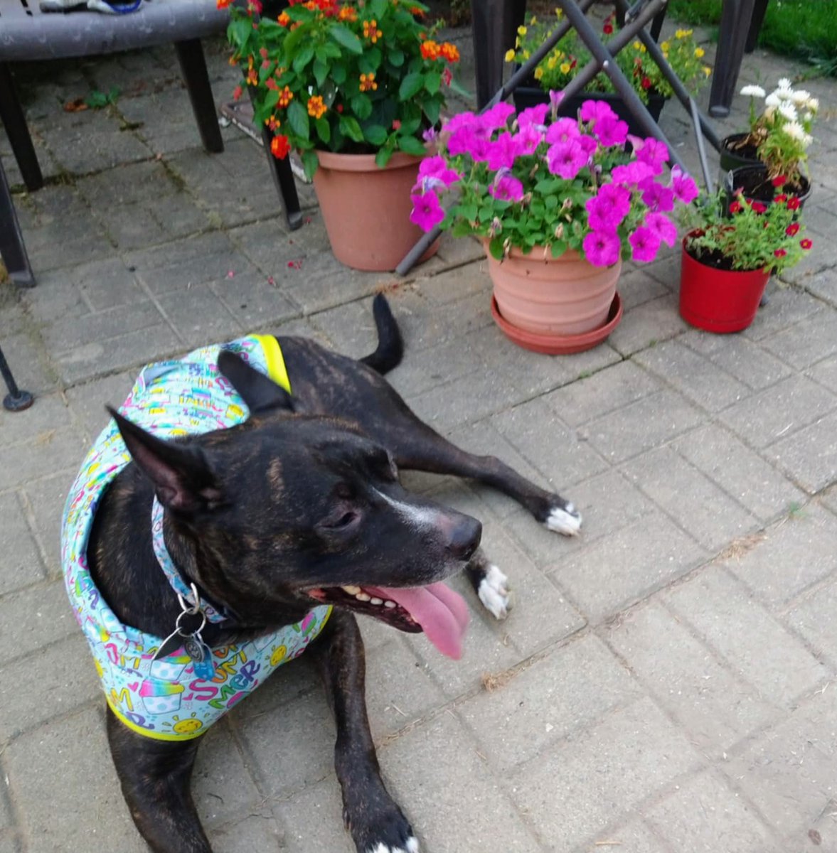 MHenry6120's tweet image. Tongue 😋 and purty floofs 💐 to kick off the new month! 🗓️