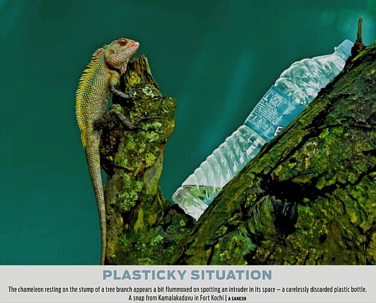 PLASTICKY SITUATION
The chameleon resting on the stump of a tree branch appears a bit flummoxed on spotting an intruder in its space a carelessly discarded plastic bottle. A snap from Kamalakadavu in Fort Kochi |
<a href="/sanesh_TNIE/">A Sanesh</a> 📸
#plastic #nature #chameleon #earth #animals