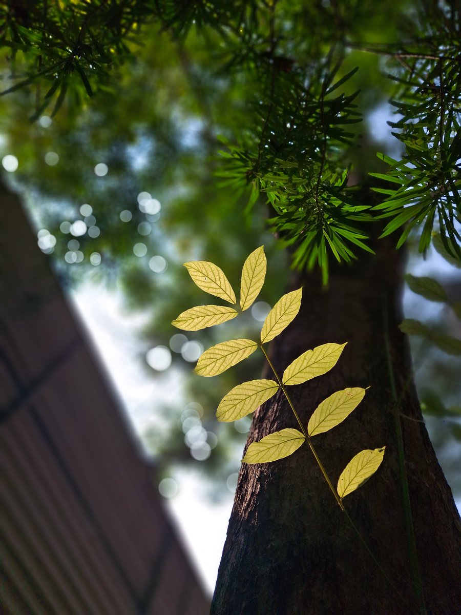 bhushanmate's tweet image. #theme_pic_India_leaf