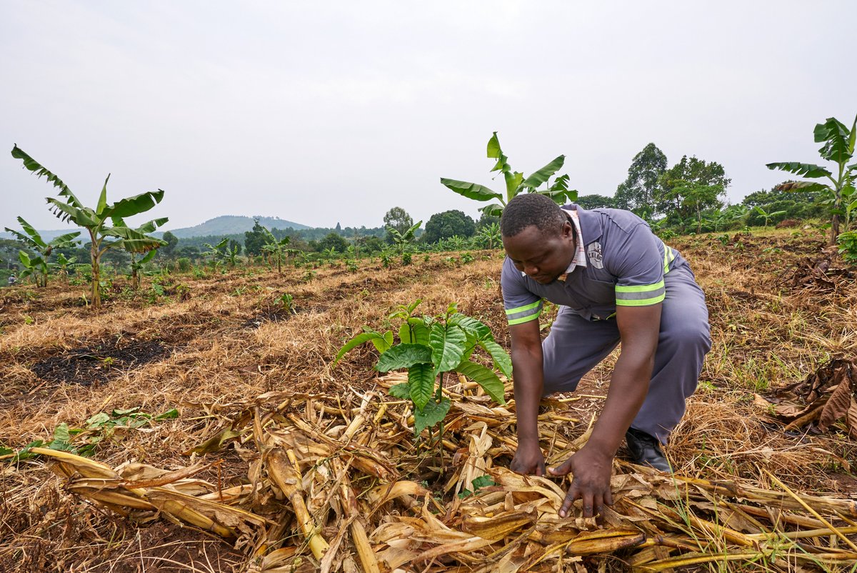 Good coffee is more than just great taste. It's about respect for our land.

We believe the future of great coffee lies in practices that protect our environment and uplift our farming communities. 

It’s a commitment we brew into every single cup.