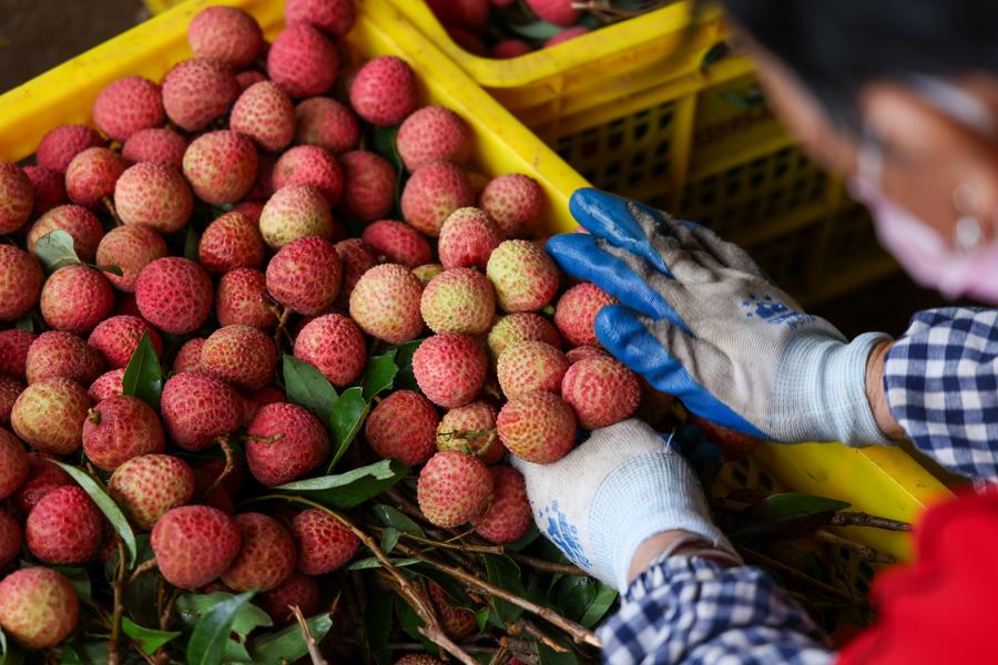 China__Focus's tweet image. The combined effect of high-quality domestic supply and efficient transportation systems is driving price drops for "luxury fruits". Chinese people have truly achieved "fruit freedom"!

#Lychee, once depicted in a famous Tang poem as China’s ultimate “noble fruit,” now can price