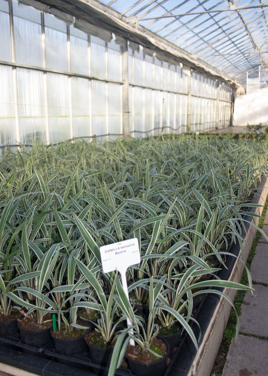 WyevaleNurs's tweet photo. Did you know that with 40 acres of prime retail growing facilities, including our own propagation unit, we produce 700,000 plants each year for the retail market? YES WE DO! #gardencentre #gardencentres #retailoutlets #retailers #onlineretailers #thinkwyevalenurseries https://t.co/oBXtJfCUoU