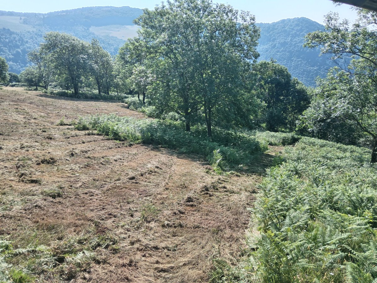 Fos userda la mare que em va parir, i no aquesta reputa desgràcia vegetal.
#FuckNaziFalgueres
#AntifalgueristesSempre
#SomLaResistència 🚜✊