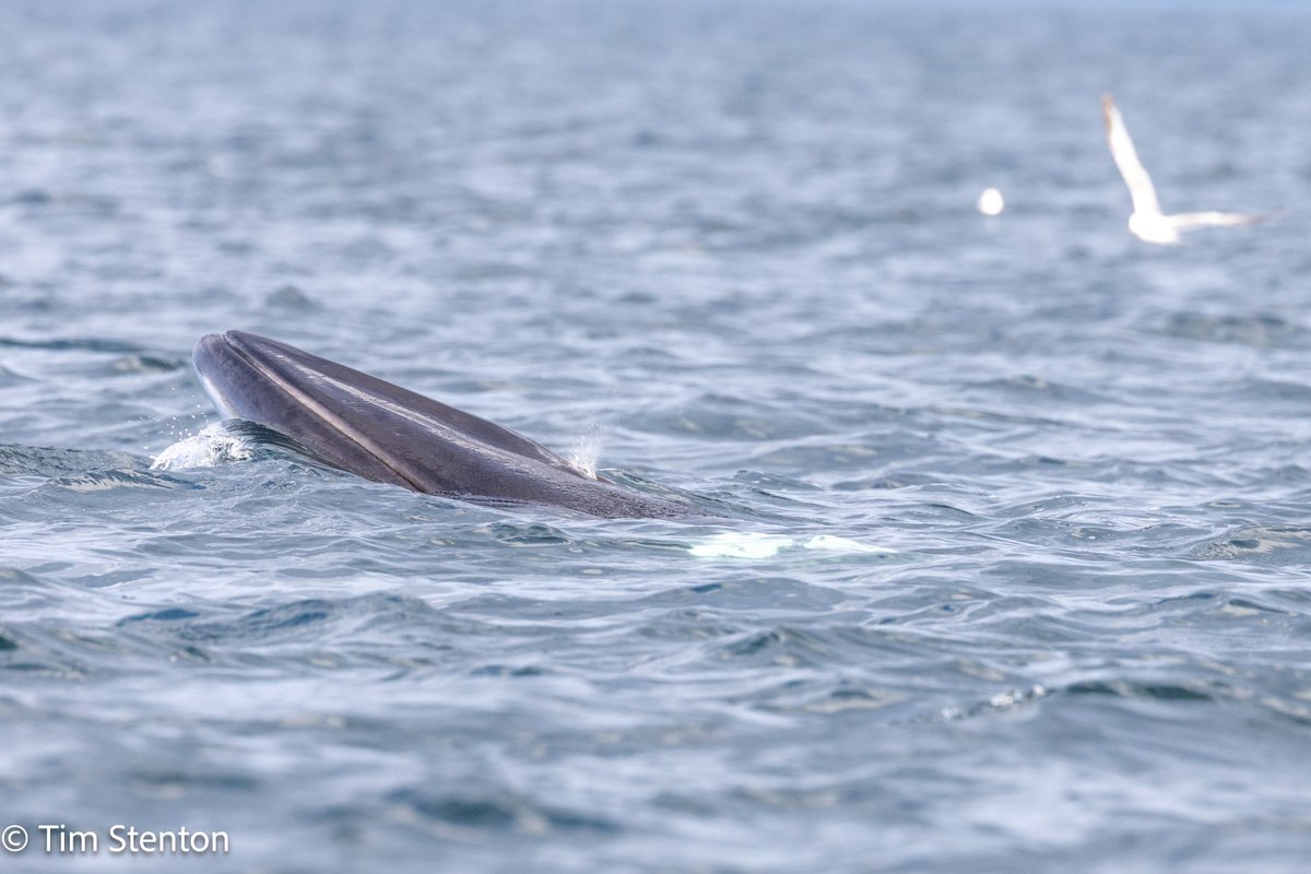 DolphinViewHillockhead Tim Stenton tweet media