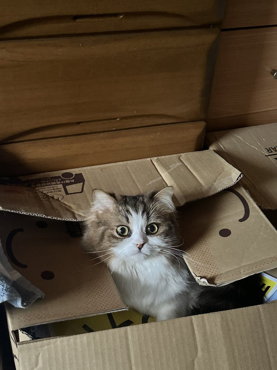 箱さえあれば即入る

#メルにゃり箱スポGP