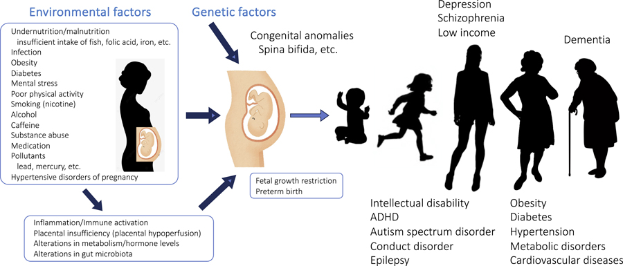 ZoltanMolnar64's tweet image. Why wait until the damage is done?
Our new paper highlights how many brain and mental health disorders begin before birth — yet most funding still targets late-life neurodegeneration.
It’s time to invest in prevention.
🔗 doi.org/10.1159/000546…