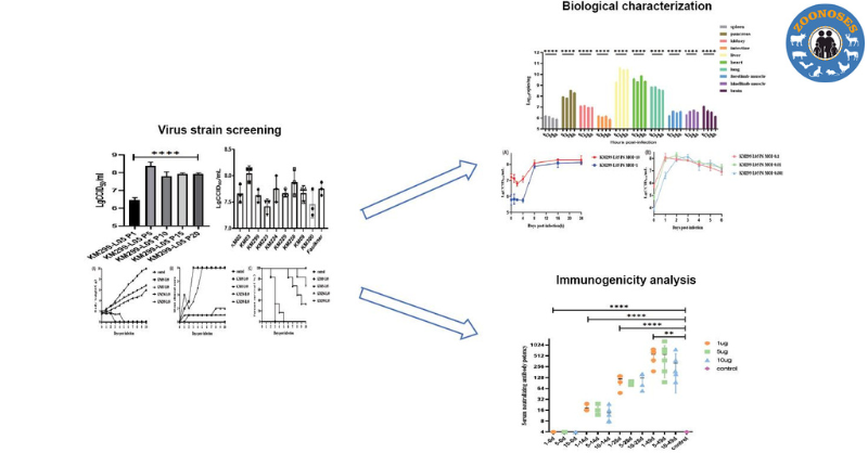 This study demonstrates that the KM299-L05 strain has potential as a novel #CVB5 vaccine candidate, and holds promise for the development of a #vaccine platform for multivalent #coxsackieBviruses (CVBs). 

#OpenAccess: zoonoses-journal.org/index.php/2025…

#Verocell #animalmodel