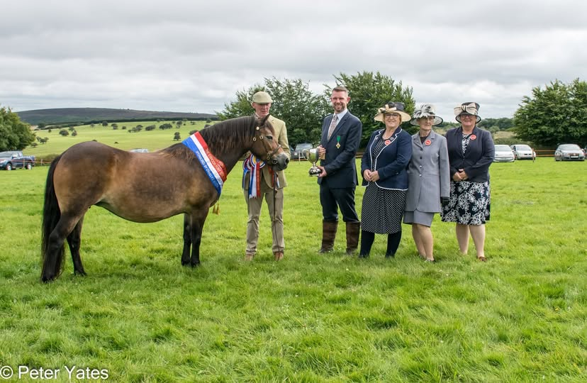 The Exmoor Pony Society Breed Show is now open for entries! The link is below for the schedule! If you would like to sponsor a class, there are still some available, classes are £25 a class.

#exmoorpony #exmoorponies #breedshow 

showingscene.com/events/the-exm…