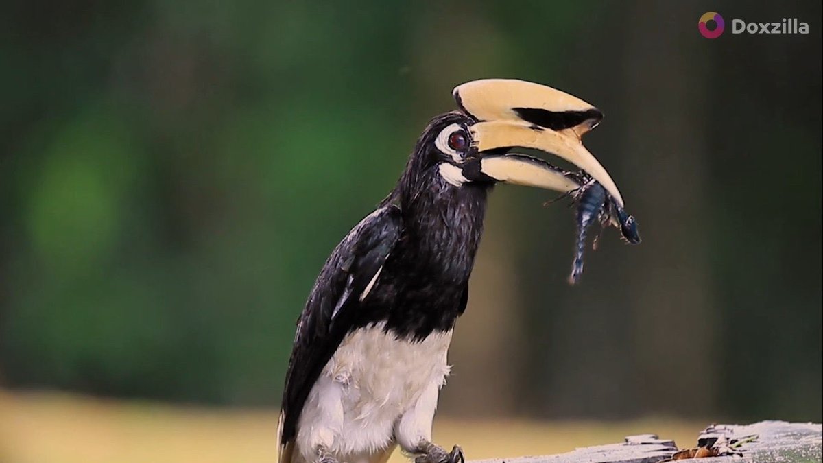 พบกับการดำรงชีวิตของนกเงือกที่แสนโรแมนติก
นกเงือกมีจุดเด่นที่เห็นได้ชัดเจนคือ จะงอยปากหนาใหญ่ โดยมีโหนกหรือหงอนอยู่ด้านบน ซึ่งภายในโหนกนั้นมีเนื้อเยื่อคล้ายฟองน้ำ
รับชมสารคดีได้ที่ Doxzilla 👉 doxzilla.page.link/HsCo