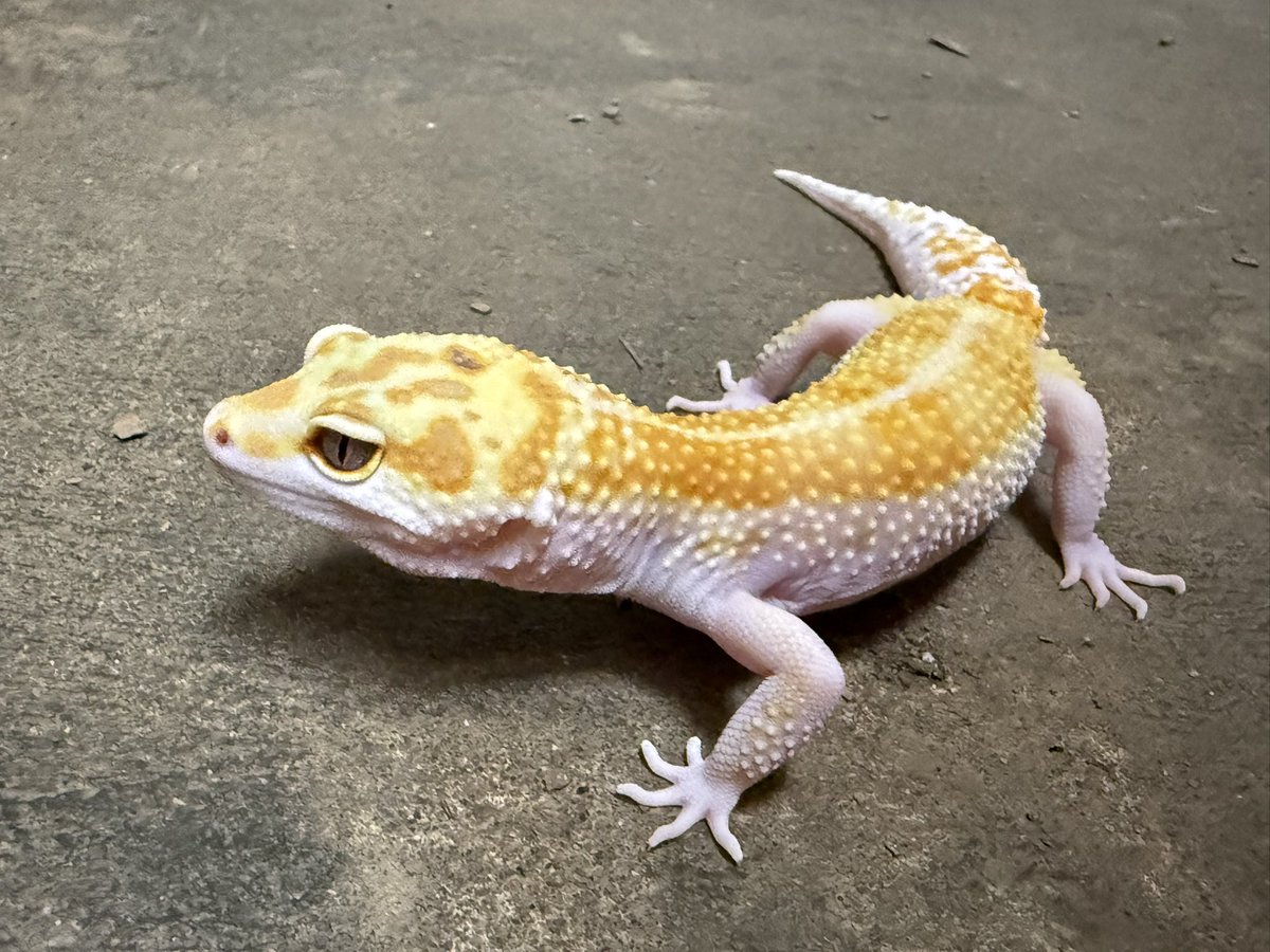 HirokA_world's tweet image. ウチのLuna(ルーナ)ちゃん❗️
最近は人工のエサ食べてくれなくてコオロギばかり…💦
だんだん贅沢な子になってきた😂

#レオパ
#KMY