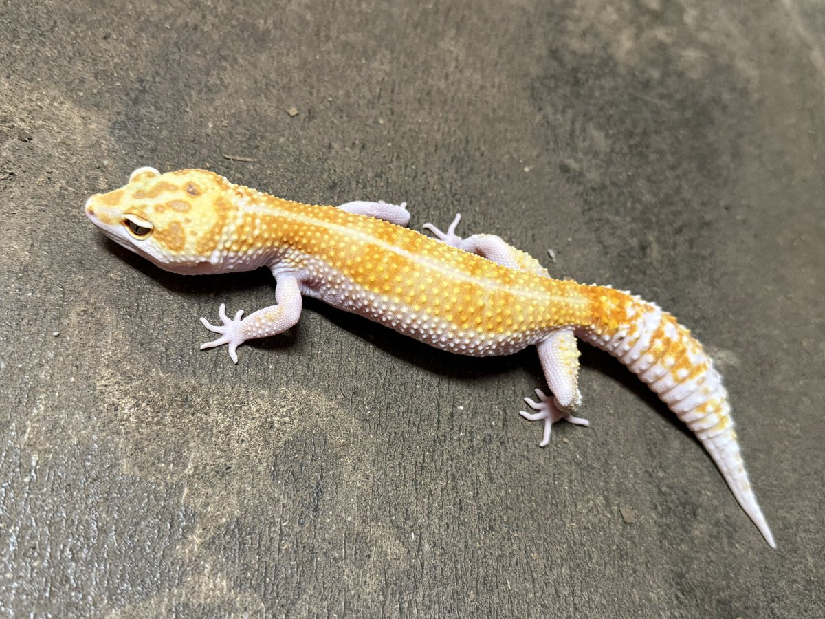 HirokA_world's tweet image. ウチのLuna(ルーナ)ちゃん❗️
最近は人工のエサ食べてくれなくてコオロギばかり…💦
だんだん贅沢な子になってきた😂

#レオパ
#KMY