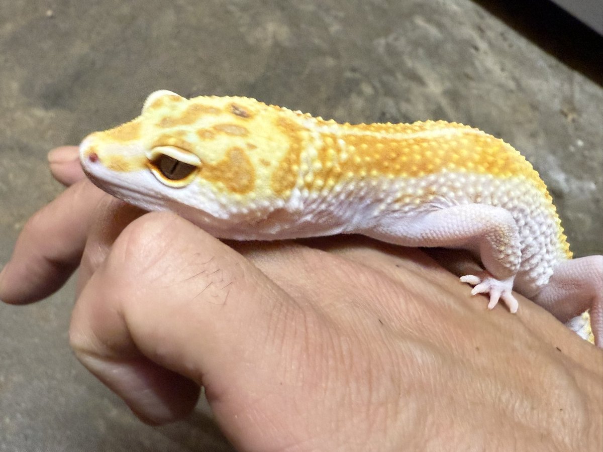 HirokA_world's tweet image. ウチのLuna(ルーナ)ちゃん❗️
最近は人工のエサ食べてくれなくてコオロギばかり…💦
だんだん贅沢な子になってきた😂

#レオパ
#KMY