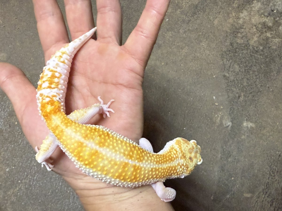 HirokA_world's tweet image. ウチのLuna(ルーナ)ちゃん❗️
最近は人工のエサ食べてくれなくてコオロギばかり…💦
だんだん贅沢な子になってきた😂

#レオパ
#KMY