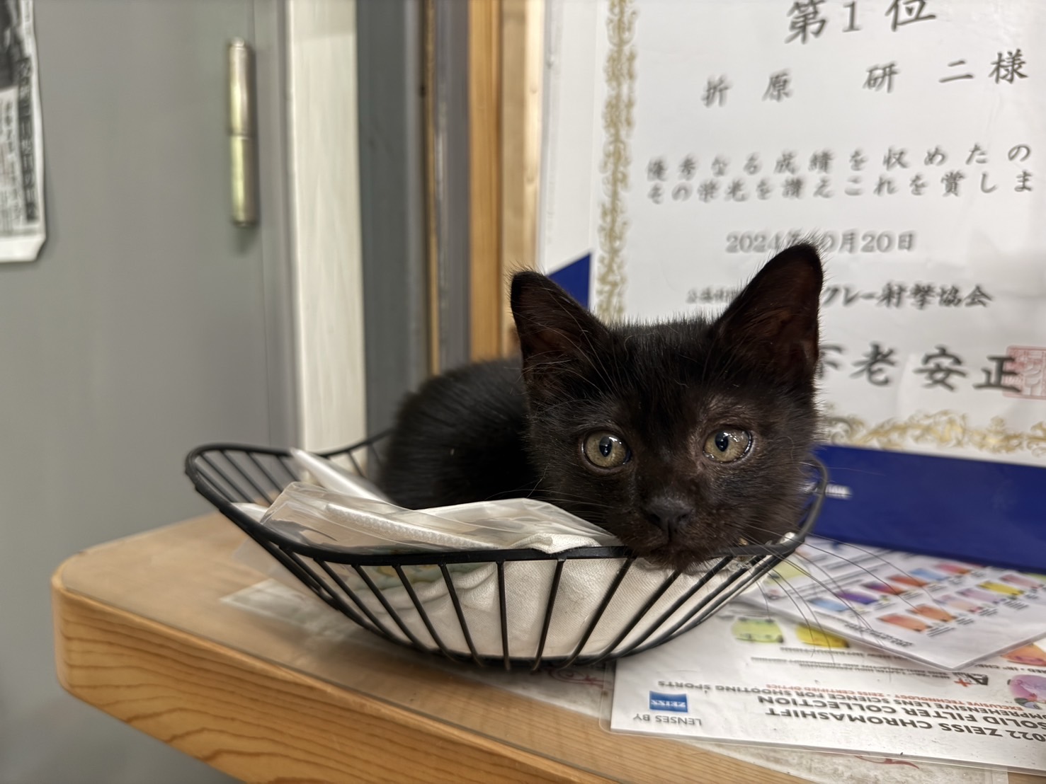 🌸おりか＿保護猫活動中 on X: 