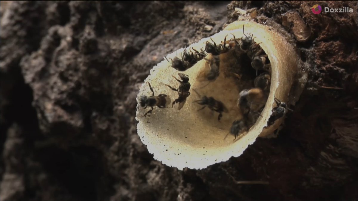 ฤดูร้อนในธรรมชาติ ไม่ใช่แค่ช่วงเวลาที่อบอุ่นและสวยงาม แต่ยังเป็นสนามรบแห่งชีวิต ที่สัตว์ป่าแข่งขันกันเพื่อความอยู่รอด
นี่คือธรรมชาติในฤดูร้อน... โลกของชีวิตเล็ก ๆ ที่คุณอาจไม่เคยมองเห็น
🌿 ดูสารคดีเพิ่มเติมได้ที่ Doxzilla
👉 doxzilla.page.link/ENBM