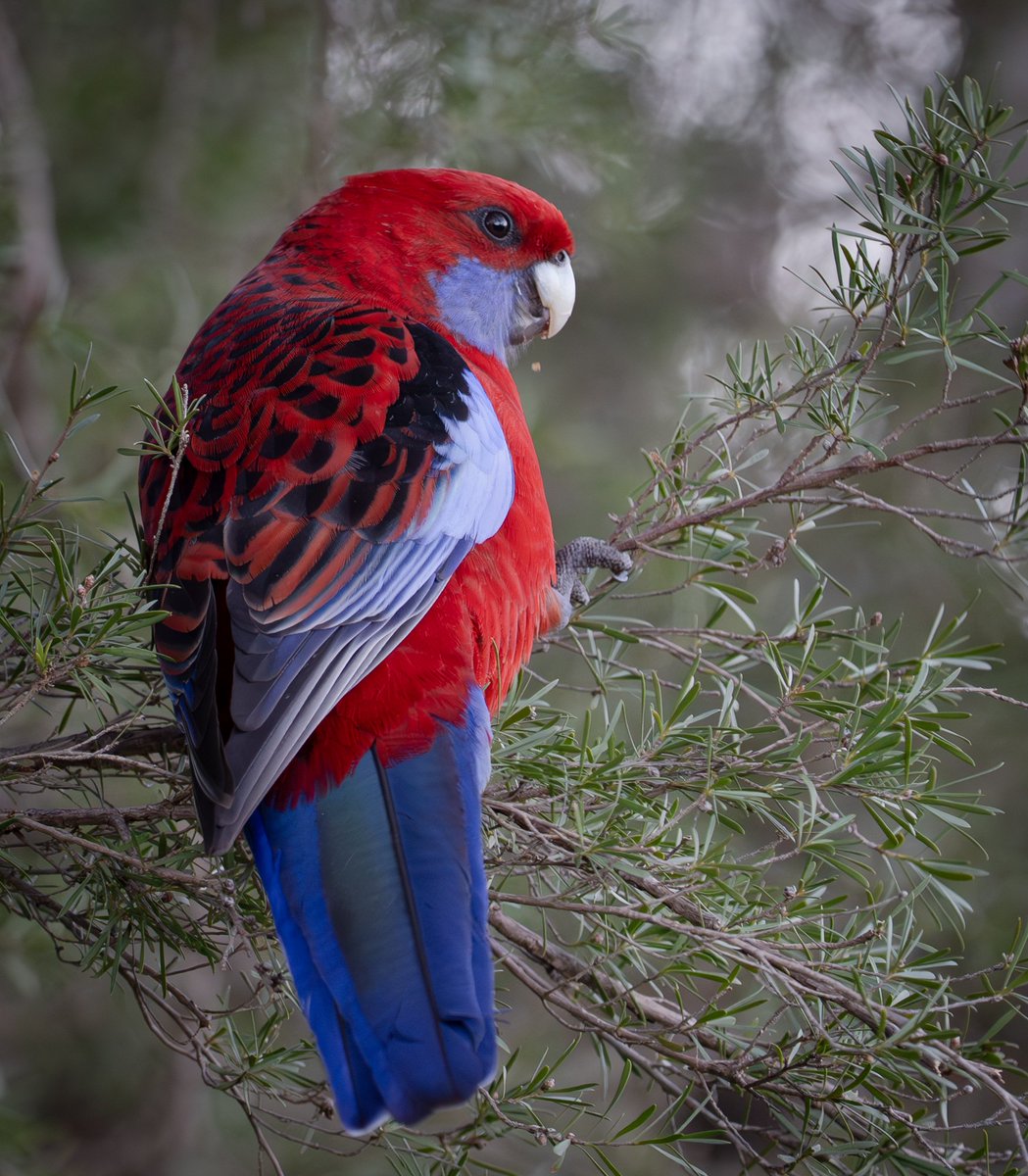 ThingsCanberra's tweet image. Crimson rosella - Botanic Gardens
