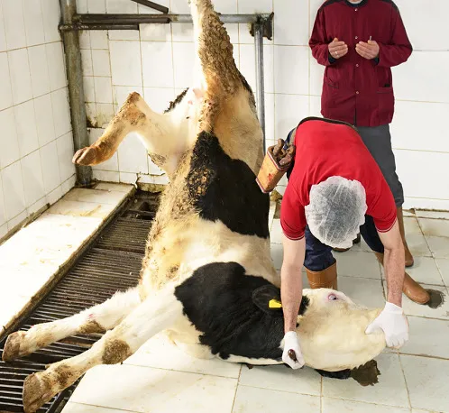 daveatherton's tweet photo. Just seen on GB News Lib Dem MP Dr  Danny Chambers @DannyVet is to introduce an Animal Welfare Bill mainly aimed at stopping puppy smuggling. 

It is a shame Dan you are not banning the barbaric practice of Halal slaughter. https://t.co/2CRMnqvDZf