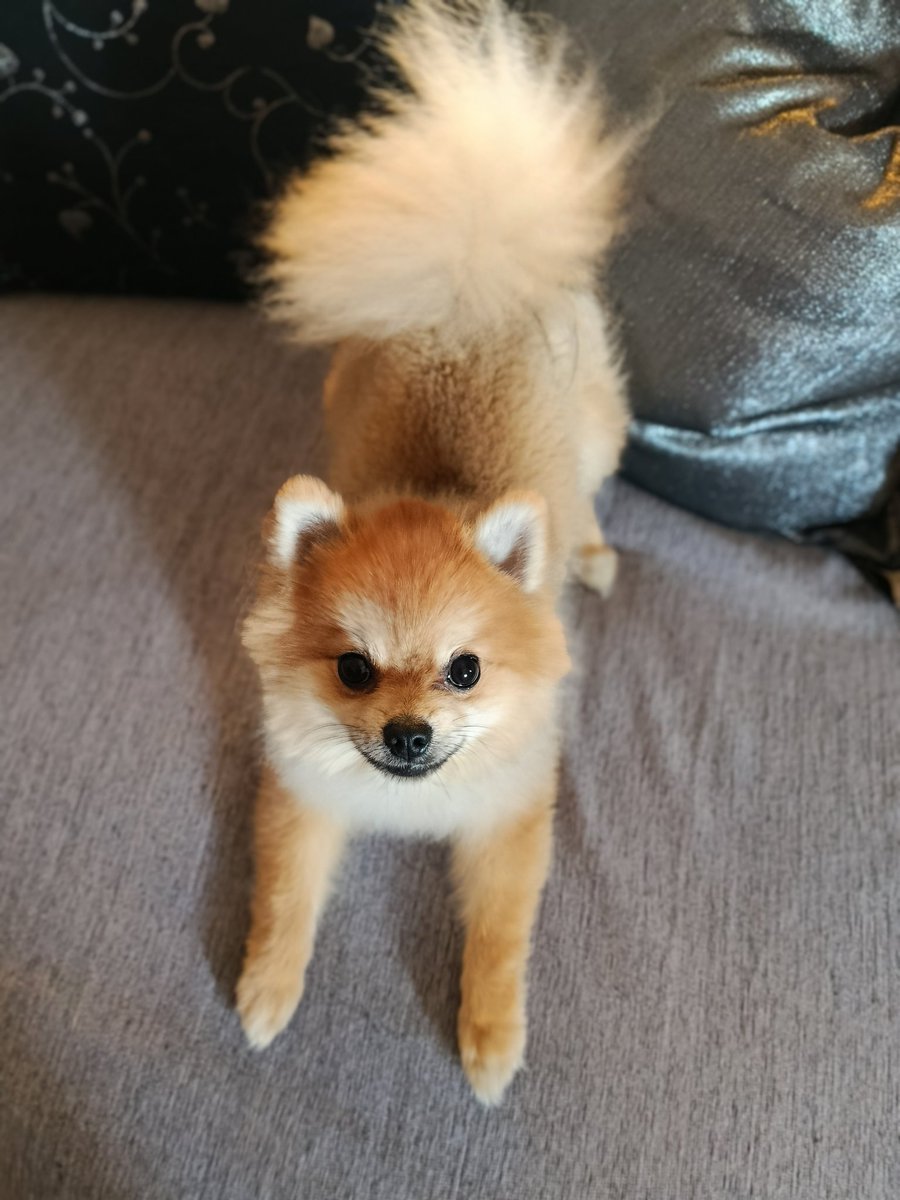 Killbil47752658's tweet image. #challenge_κατοικιδιο 
❤️