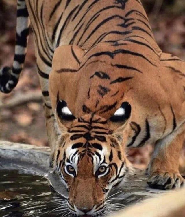 rajupatilmanase's tweet photo. मराठी विरुद्ध कितीही मोर्चे काढा …..आमचे लक्ष आहे हे विसरू नका !

#मीरा_भाईंदर #मराठी #महाराष्ट्रात_मराठीच https://t.co/VIyLffzZmT