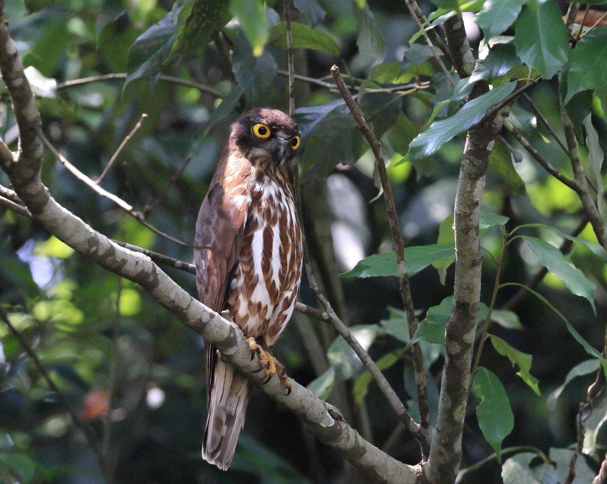 #野鳥　#アオバズク

Brown Hawk Owl