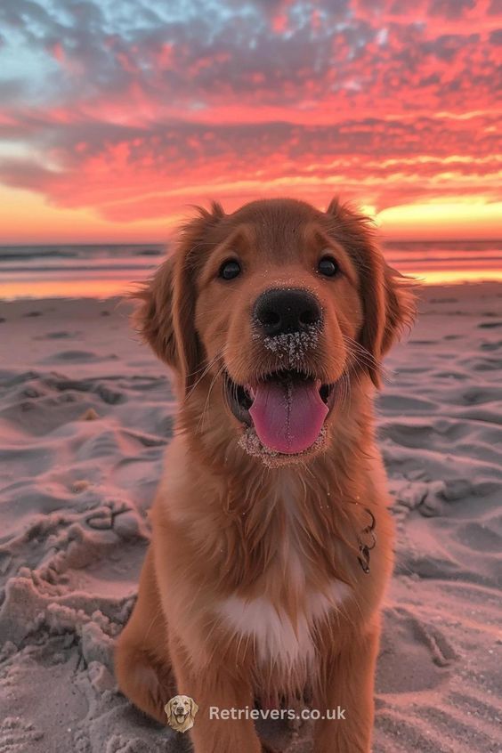 Big up to anyone who seeing animals happy makes them happy.😊