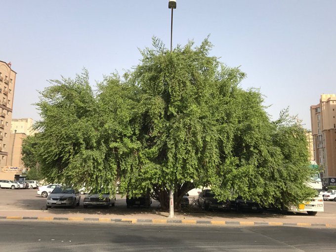ALMISNID's tweet photo. شجرة سدر واحدة غطت ما لم تغطه خمس مظلات حديدية‼️
تأمل الصورة المرفقة: سيارة، اثنتان، ثلاث، أربع، خمس .. بل أكثر، كلها في ظل شجرة واحدة يتيمة فريدة.
فكيف لو كان الحي كله مشجرًا؟

💚ستنخفض الحرارة
💚تظلل الأرصفة
💚نحافظ على المركبات
💚 تسعد الناس

الأشجار لا تحتاج تكييفًا ولا تمديدًا فقط تروى، وتكافئك ظلاً وجمالاً وأجراً بإذن الله تعالى.

فقد قال المصطفى ﷺ: "ما من مسلم يغرس غرسًا أو يزرع زرعًا، فيأكل منه طير أو إنسان أو بهيمة، إلا كان له به صدقة."