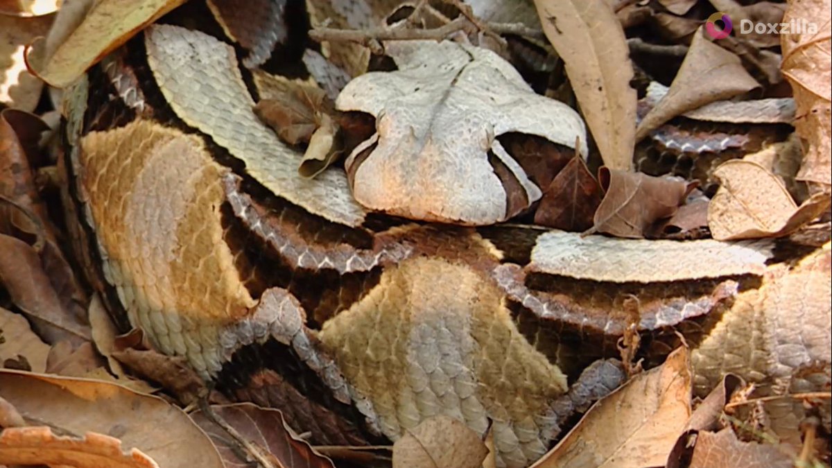 ขนาดตัวที่อ้วนกลม ไม่ได้เป็นปัญหาในการล่า งูกาบูน งูพิษที่มีขนาดใหญ่และลำตัวหนาที่สุดในบรรดางูพิษของทวีปแอฟริกา มีลวดลายคล้ายใบไม้ พรางตัวได้ดีมากในป่าทึบ รอเหยื่อเดินผ่านมา แล้วกัดทันทีด้วยความเร็วสูง
ดูเรื่องเต็มได้ในสารคดี 7 นักล่าอันตราย ที่ doxzilla.page.link/o9Yt 📷