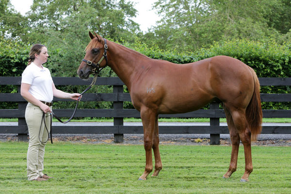 Tara Madgwick (@breednet) on Twitter photo One to Watch - Hawkesbury - 260k Karaka Book 1 purchase by Super Seth from Champion 3YO Daffodil breednet.com.au/news/40280/one⦠<a href="/KarakaChat/">New Zealand Bloodstock</a> <a href="/WaikatoStud/">Waikato Stud</a> <a href="/JohnOSheaRacing/">O'Shea & Charlton Racing</a> <a href="/shbloodstock/">Suman Hedge Bloodstock</a> One to Watch - Hawkesbury - 260k Karaka Book 1 purchase by Super Seth from Champion 3YO Daffodil breednet.com.au/news/40280/one⦠<a href="/KarakaChat/">New Zealand Bloodstock</a> <a href="/WaikatoStud/">Waikato Stud</a> <a href="/JohnOSheaRacing/">O'Shea & Charlton Racing</a> <a href="/shbloodstock/">Suman Hedge Bloodstock</a>