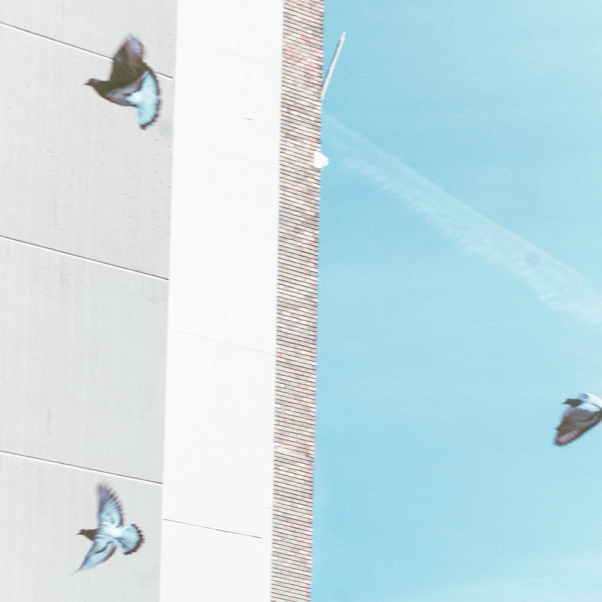 moment_theory's tweet image. pigeons