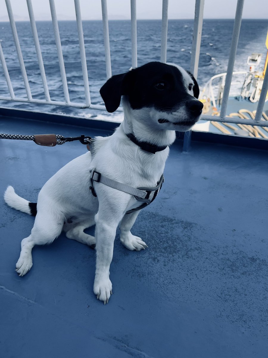 amartisemazimou's tweet image. Το κοριτσάκι μου ❤️ #challenge_κατοικιδιο