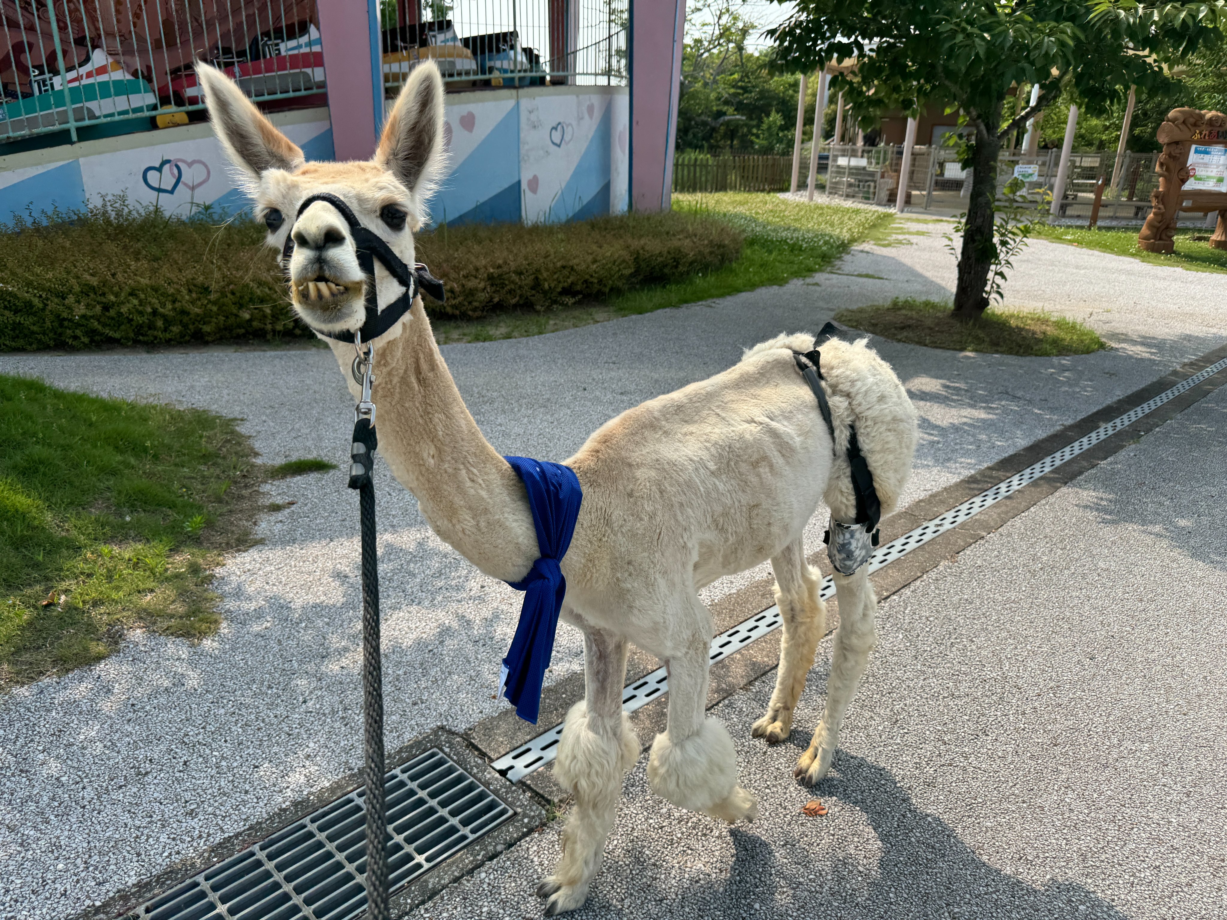 ワオキツネザル - ときわ動物園 - ときわ公園|山口県宇部市