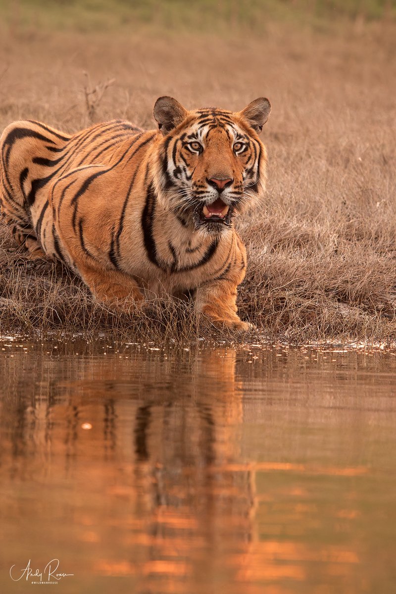 🐯📸 1 spot left! Exclusive 12-day Wild India photo safari • Bandhavgarh &amp; Satpura • Tigers, leopards, sloth bears, dholes &amp; more • Full-day zone-free safaris + 4×4 &amp; boat photography • Led by Andy Rouse &amp; Jamie Peters • March 2026 • £8,895pp • Brochure here