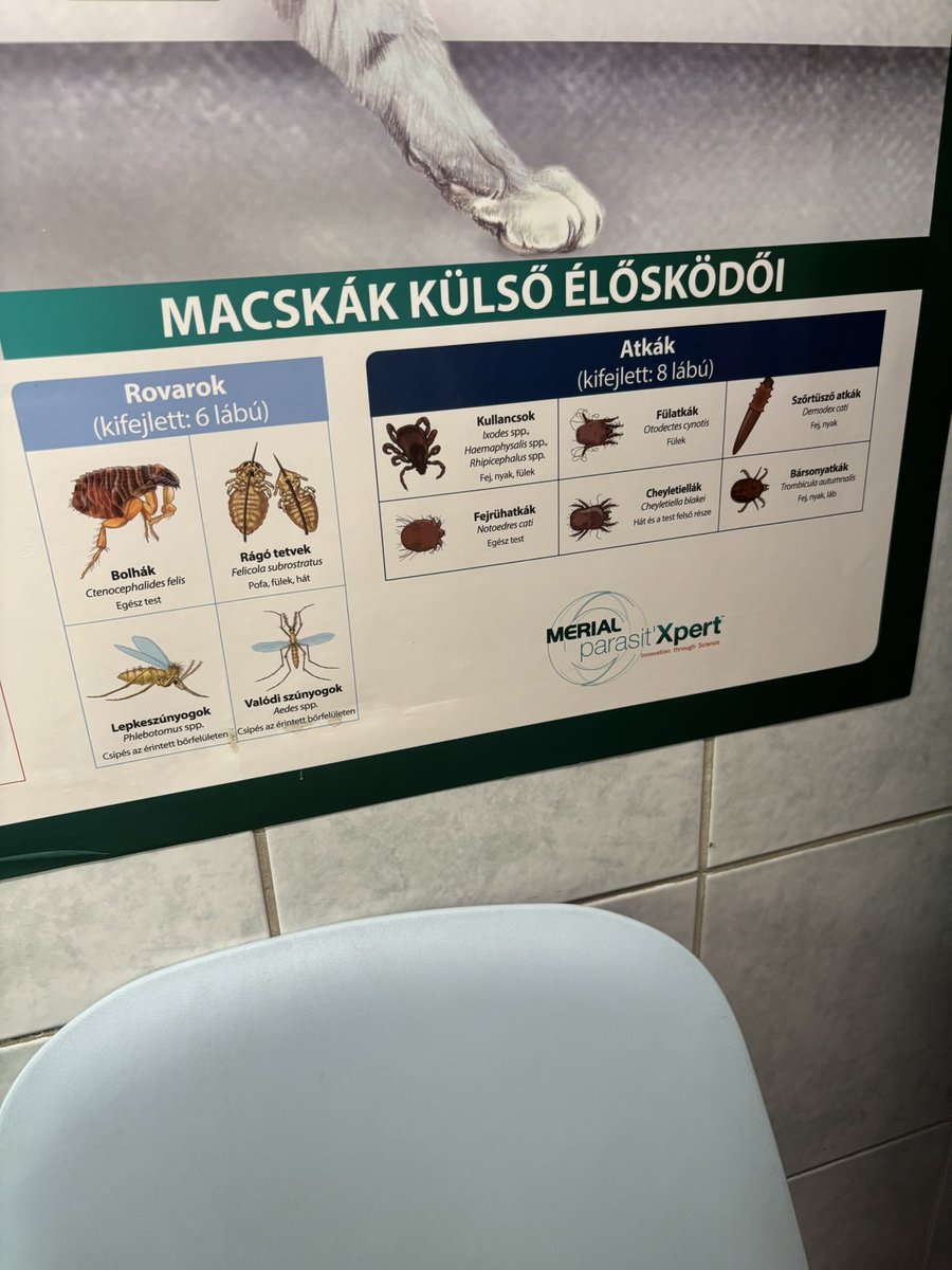 Choose your fighter (I am picking Fülatkák)