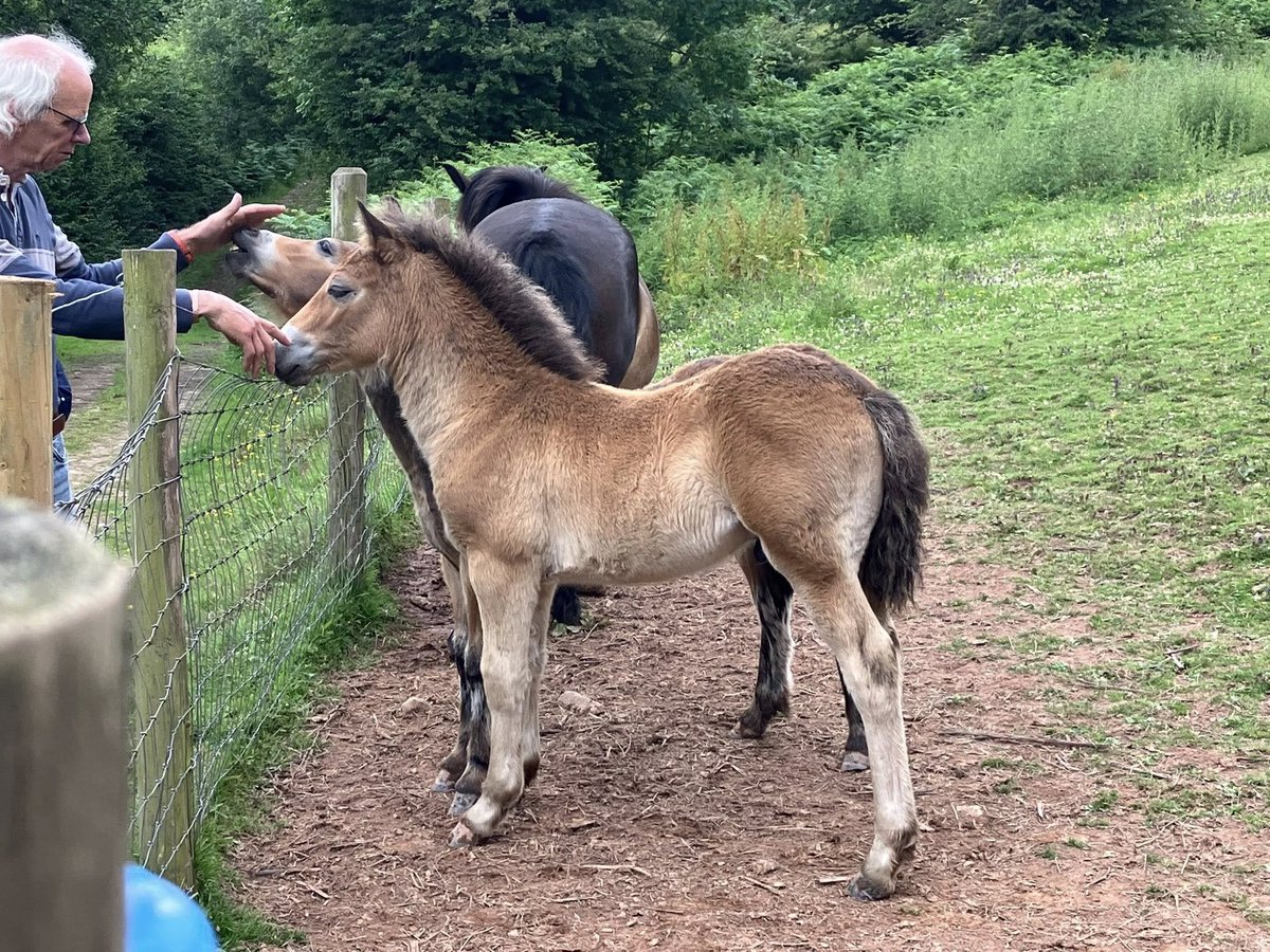 Lots of Exmoor pony enthusiasts, turned out for the annual Coedywern Stud open day. 
The next Welsh Exmoor event will be the Upper Chapel Show on Saturday 9th August. 

#exmoorpony #exmoorponies #stud