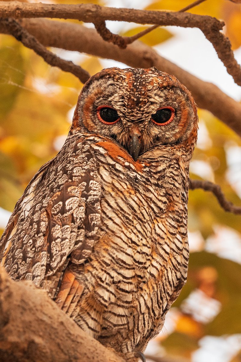 🐯📸 1 spot left! Exclusive 12-day Wild India photo safari • Bandhavgarh &amp; Satpura • Tigers, leopards, sloth bears, dholes &amp; more • Full-day zone-free safaris + 4×4 &amp; boat photography • Led by Andy Rouse &amp; Jamie Peters • March 2026 • £8,895pp • Brochure here