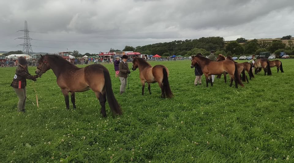 Devon &amp; Cornwall Area Show - Wednesday 6th August

Find the Schedule - showingscene.com/.../eps-devon.…

#exmoorpony #exmoorponies #ponyhour