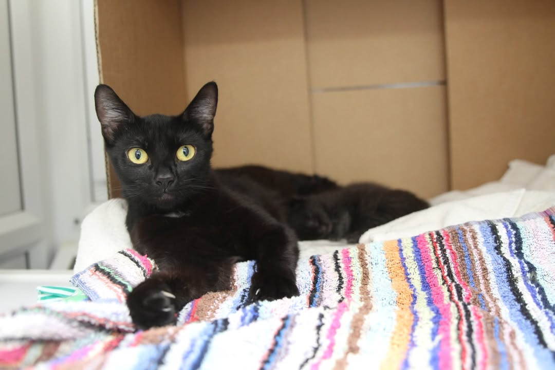 themayhew's tweet image. Tallulah, Taylor, and Tate update – aka the Three T’s! 😻 We are pleased to share that since arriving last week, the family are all doing well. This week the kittens had their first weigh-in and have also started to open their eyes! 🐱 💜