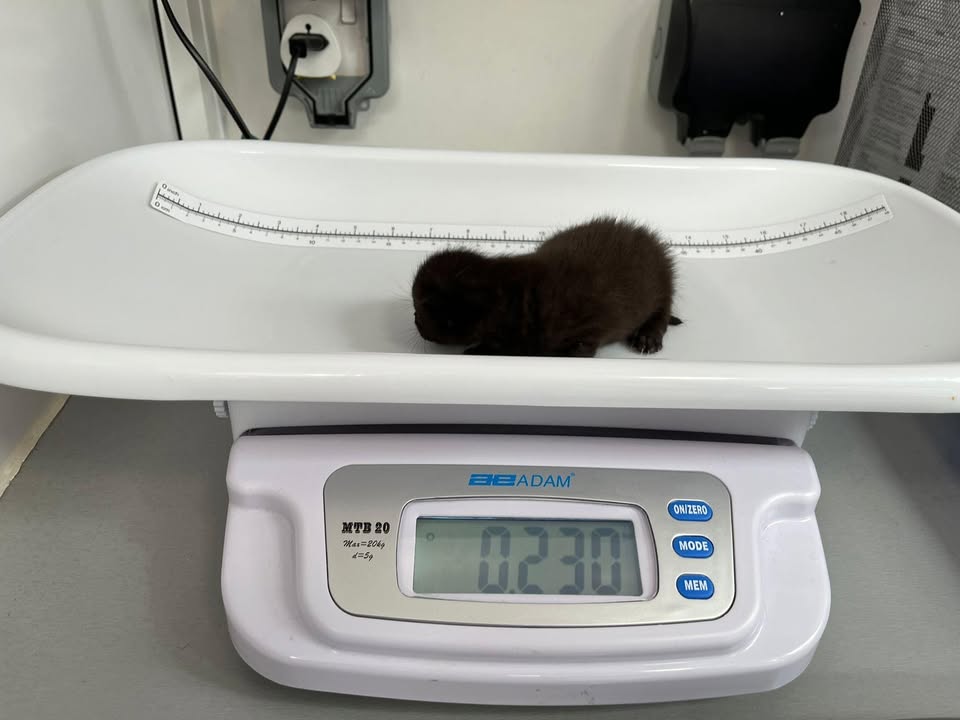 themayhew's tweet image. Tallulah, Taylor, and Tate update – aka the Three T’s! 😻 We are pleased to share that since arriving last week, the family are all doing well. This week the kittens had their first weigh-in and have also started to open their eyes! 🐱 💜