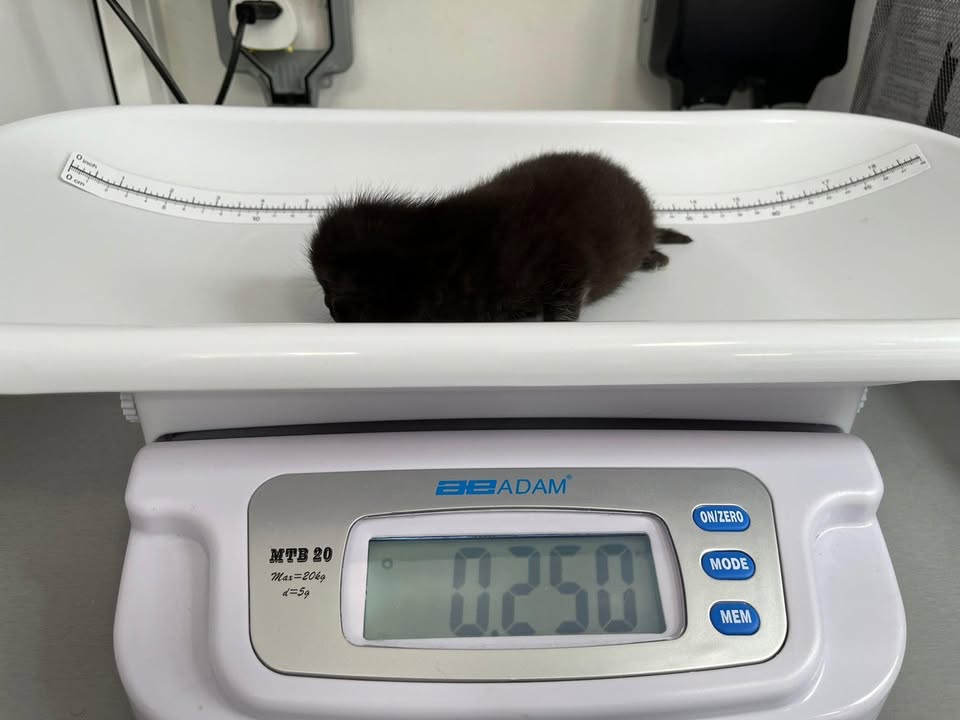 themayhew's tweet image. Tallulah, Taylor, and Tate update – aka the Three T’s! 😻 We are pleased to share that since arriving last week, the family are all doing well. This week the kittens had their first weigh-in and have also started to open their eyes! 🐱 💜