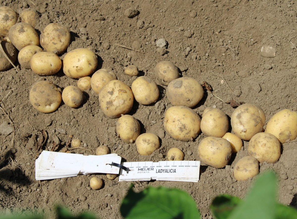 We hosted a customer knowledge session on crisping variety Lady Alicia. Its stress resistance, high marketable yield, good storage quality, high dry matter content, and minimal waste during processing, makes Lady Alicia a great choice for crisp growers and producers!