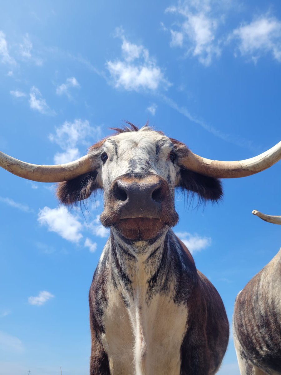 Bob is the most striking and charismatic of our herd; he is well loved by our staff and volunteers.

Longhorns make excellent conservation grazers.

Find out more about Bob and the herd on our latest blog post 👉 kentwildlifetrust.org.uk/blog/bob-the-l…