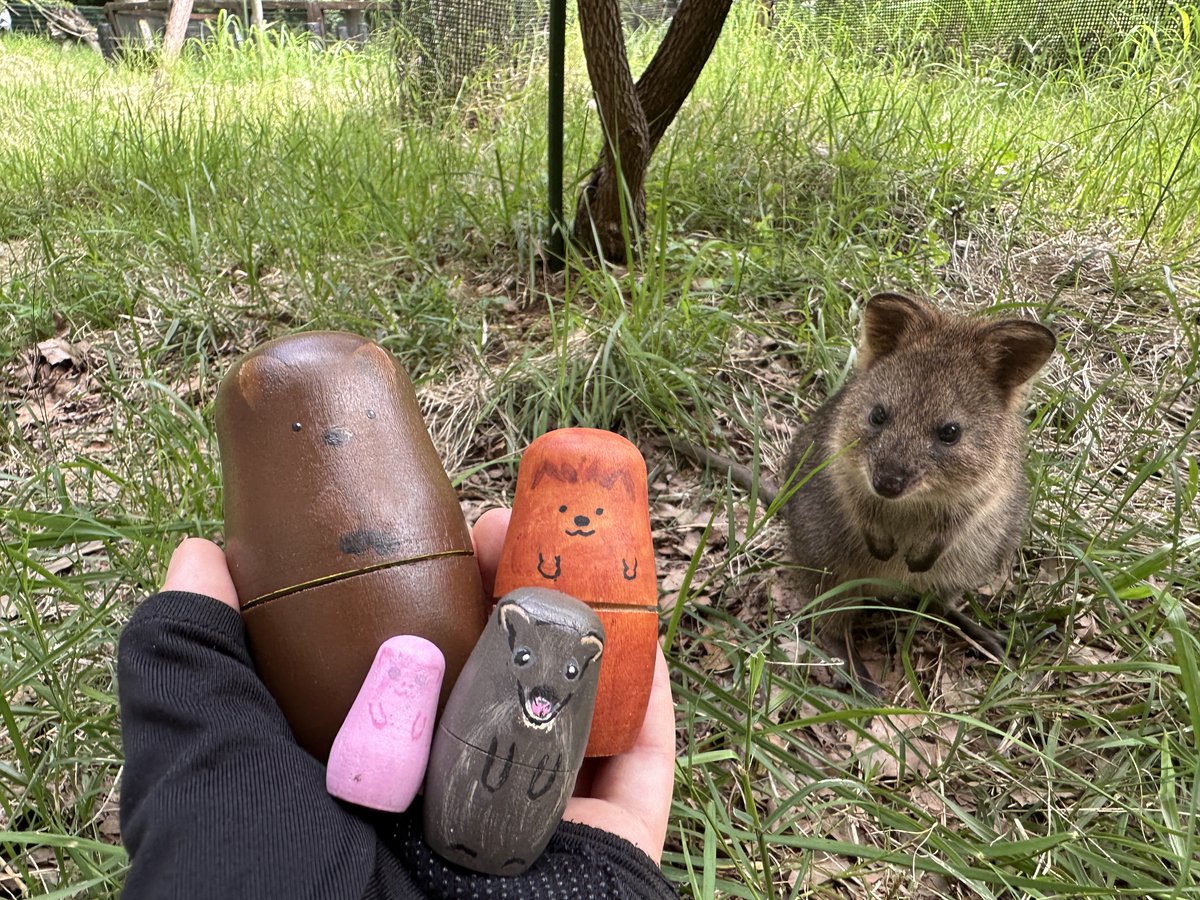 明日の工作教室は「クオッカのマトリョーシカをつくろう！」です。
４つの木の人形に色を塗って、いろいろな成長段階のクオッカを作ります。
数量限定ですので気になる方はお早めに案内所へお越しください。
▽工作教室について
parks.or.jp/sczoo/event/00…