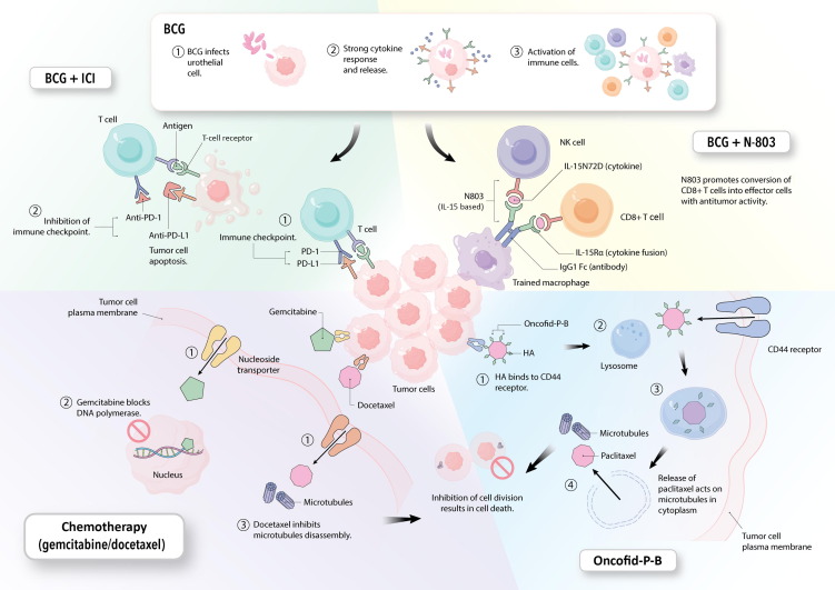 Enrique Grande (@drenriquegrande) on Twitter photo ⚡️ On <a href="/EUplatinum/">European Urology</a> - A Systematic Review of Novel Intravesical Approaches for the Treatment of Patients with Non–muscle-invasive Bladder Cancer
#BladderCancer
sciencedirect.com/science/articl… ⚡️ On <a href="/EUplatinum/">European Urology</a> - A Systematic Review of Novel Intravesical Approaches for the Treatment of Patients with Non–muscle-invasive Bladder Cancer
#BladderCancer
sciencedirect.com/science/articl…