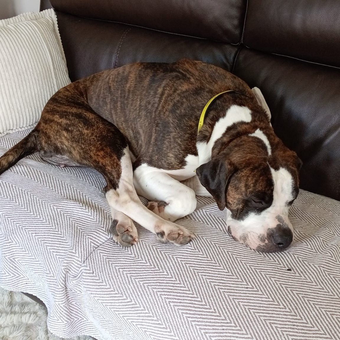 💛 Chance 💛
Our big gentle giant, Chance, snoozing the day away in his wonderful foster home! 😴 Who would be up for joining him for a sofa snooze? 🙌
Find out more about him and Apply to Adopt by visiting our website 💻⁣